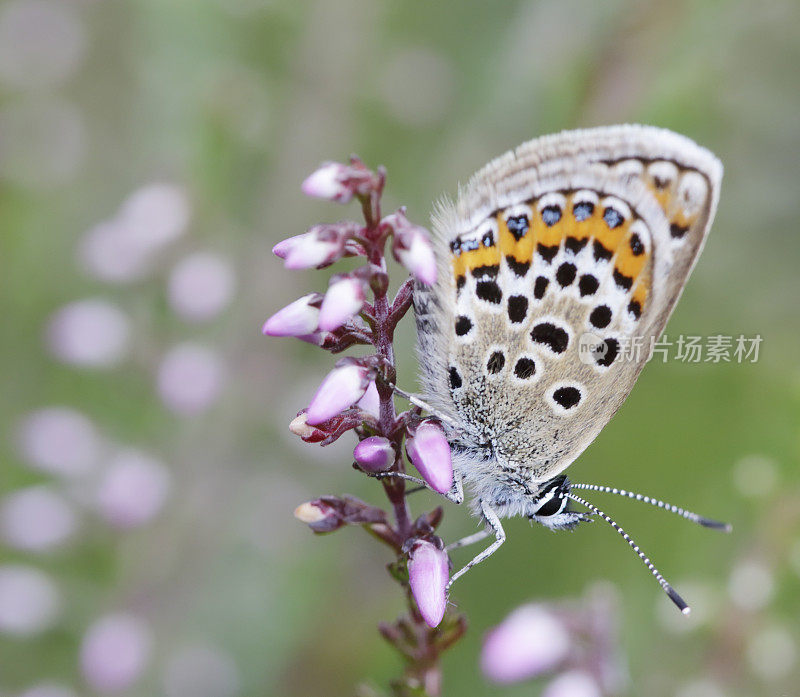 银钉蓝蝴蝶(Plebeius argus)雌性